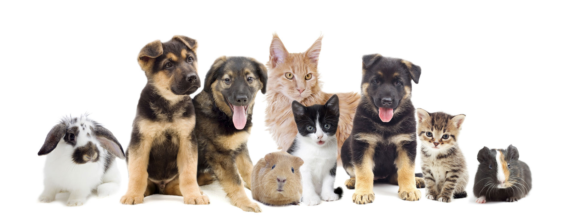 Tierarzt für Kleintiere in Landshut